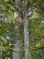 Sloanea sinensis