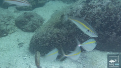 Yellowstripe Scad photo 5