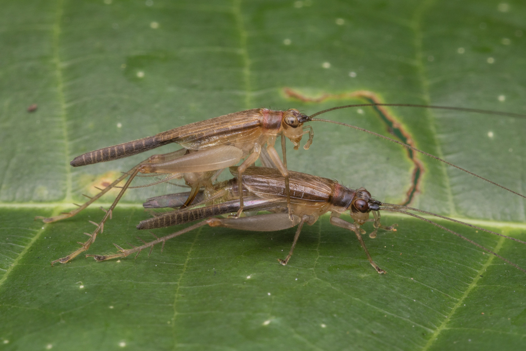 Amusurgus fulvus