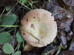 Russula silvicola