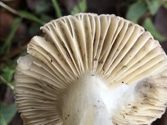 Russula silvicola
