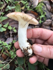 Russula silvicola