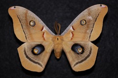 Antheraea oculea