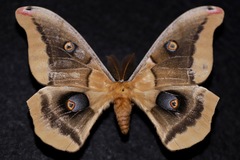 Antheraea oculea