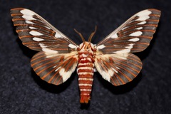 Citheronia splendens