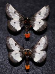 Hemileuca nevadensis