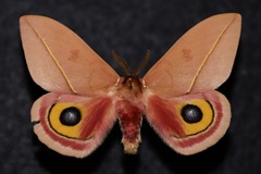 Automeris cecrops pamina