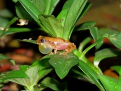 Dendropsophus branneri