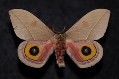 Automeris cecrops pamina