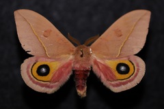 Automeris cecrops pamina