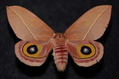 Automeris cecrops pamina