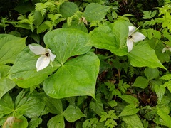 Trillium simile