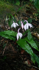 Calanthe arisanensis