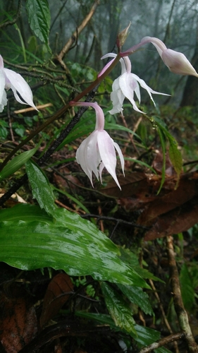 Image of Calanthe Arisanensis (Calanthe arisanensis) by (c) Cheng-Te Hsu, some rights reserved (CC BY)