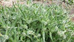 Cryptantha barbigera barbigera