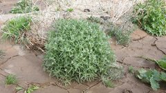 Cryptantha barbigera barbigera
