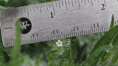 Cryptantha barbigera barbigera