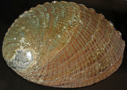 Green Abalone