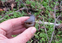 Helminthoglypta cypreophila