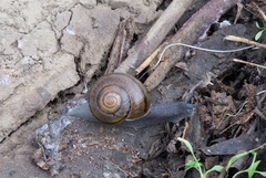 Helminthoglypta cypreophila