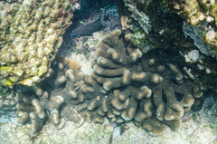 Pocillopora elegans