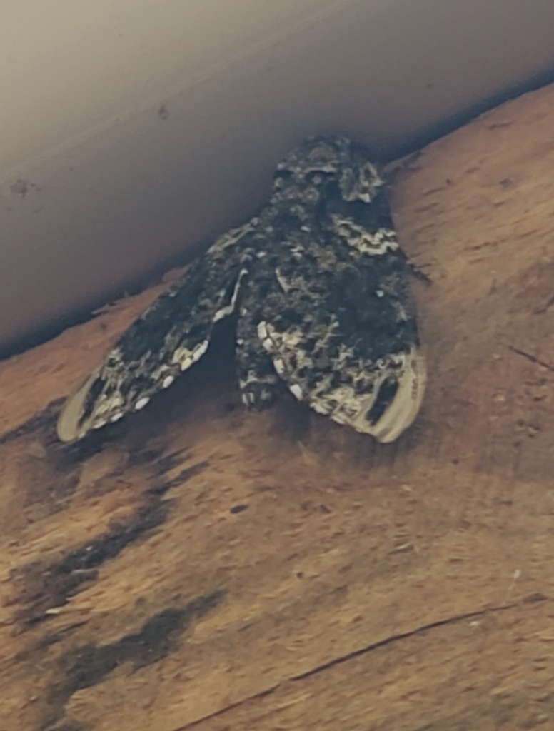 Pawpaw Sphinx from Canterbury, NH 03224, USA on July 24, 2023 at 10:09 ...