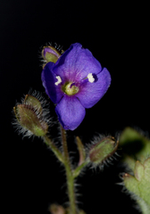 Veronica abyssinica image