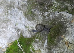 Helminthoglypta berryi