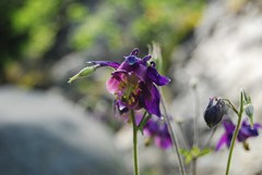 Aquilegia dumeticola
