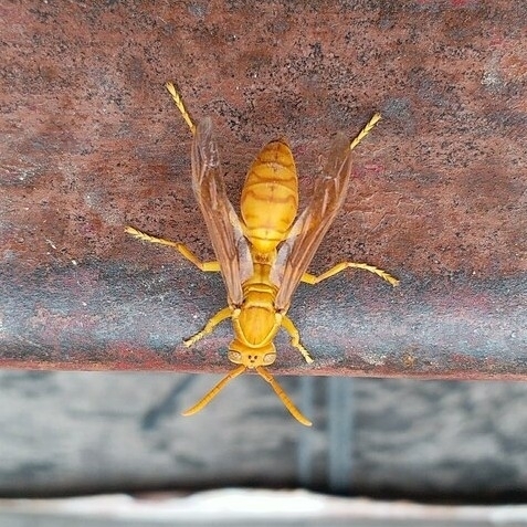 Arabian paper wasp