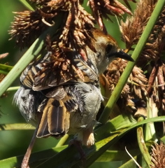Cisticola fulvicapilla fulvicapilla