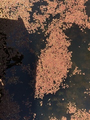 Azolla filiculoides