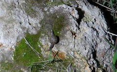 Helminthoglypta berryi