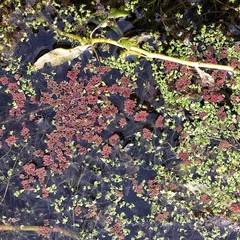 Azolla filiculoides