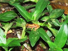 Dendropsophus branneri