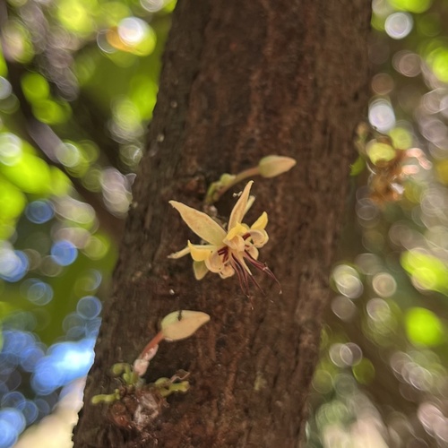 cacao tree