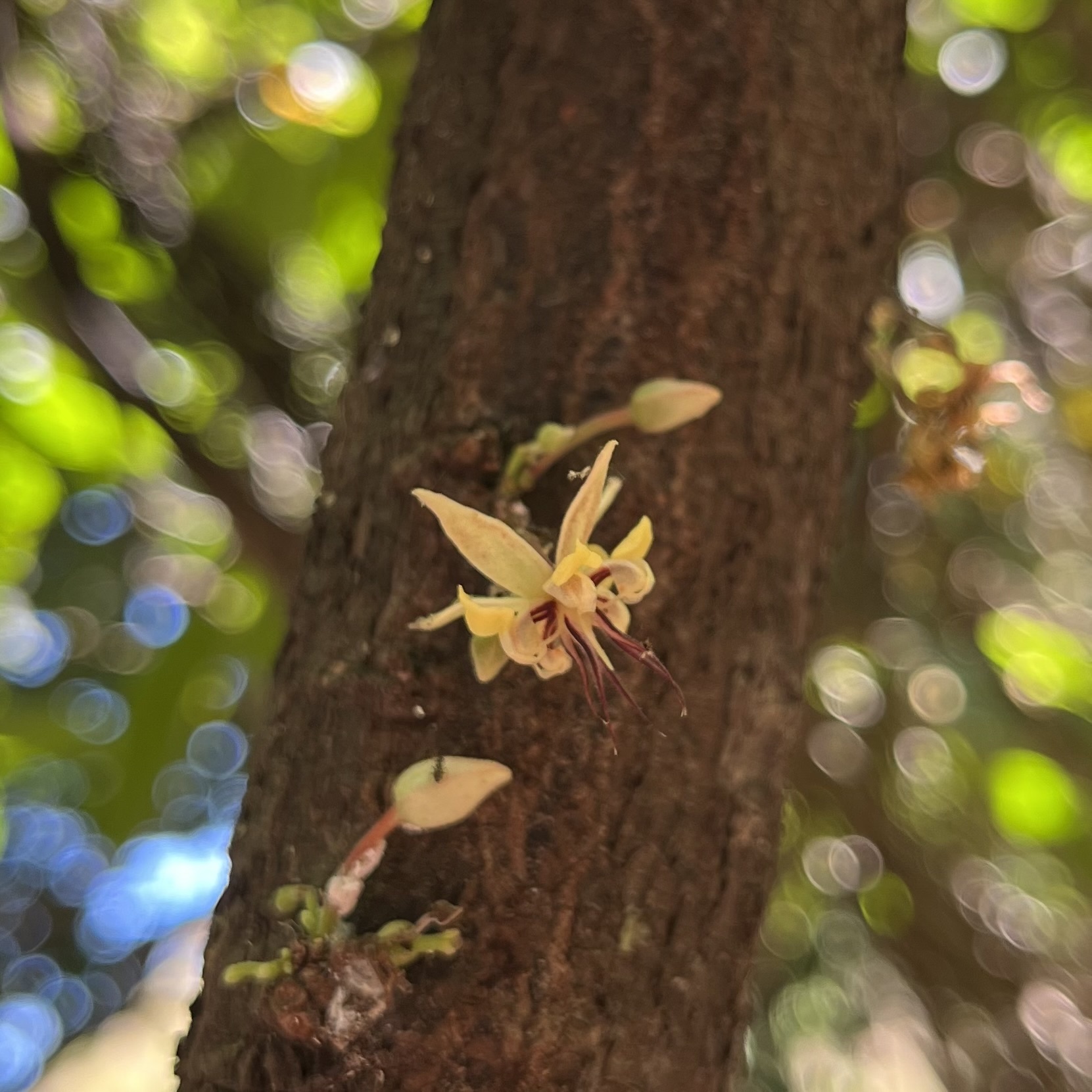 Theobroma cacao