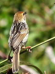 Cisticola fulvicapilla fulvicapilla