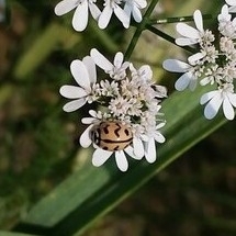Six-spotted Zigzag Ladybird