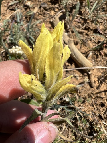 Image of Castilleja elmeri by no rights reserved