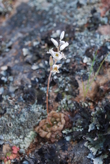 Haworthia nortieri