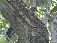 Accipiter bicolor
