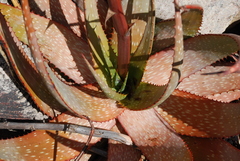 Aloe microstigma