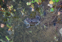 Vandijkophrynus