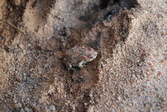 Vandijkophrynus