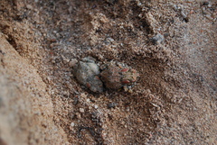 Vandijkophrynus