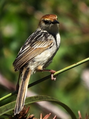 Cisticola fulvicapilla fulvicapilla