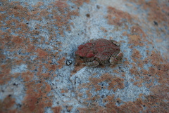 Vandijkophrynus