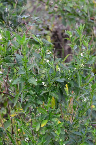 tall nightshade