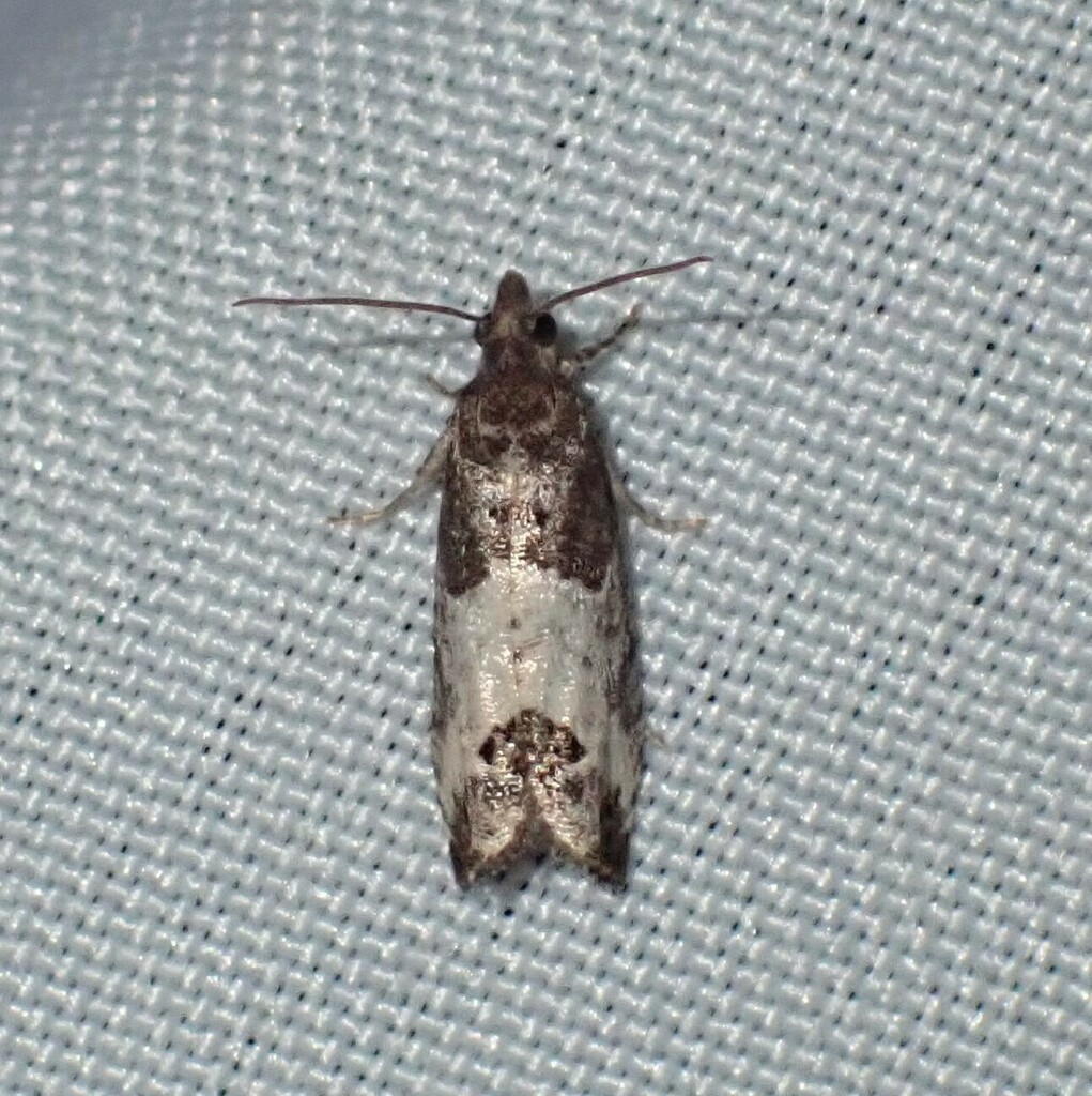 Eye-spotted Bud Moth